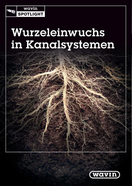 Wuzeleinwuchs in Kanalsystemen