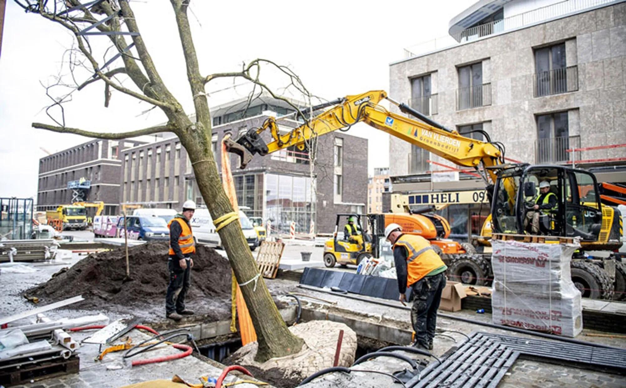 Stadtbäume als Bestandteil der dezentralen Regenwasserbewirtschaftung