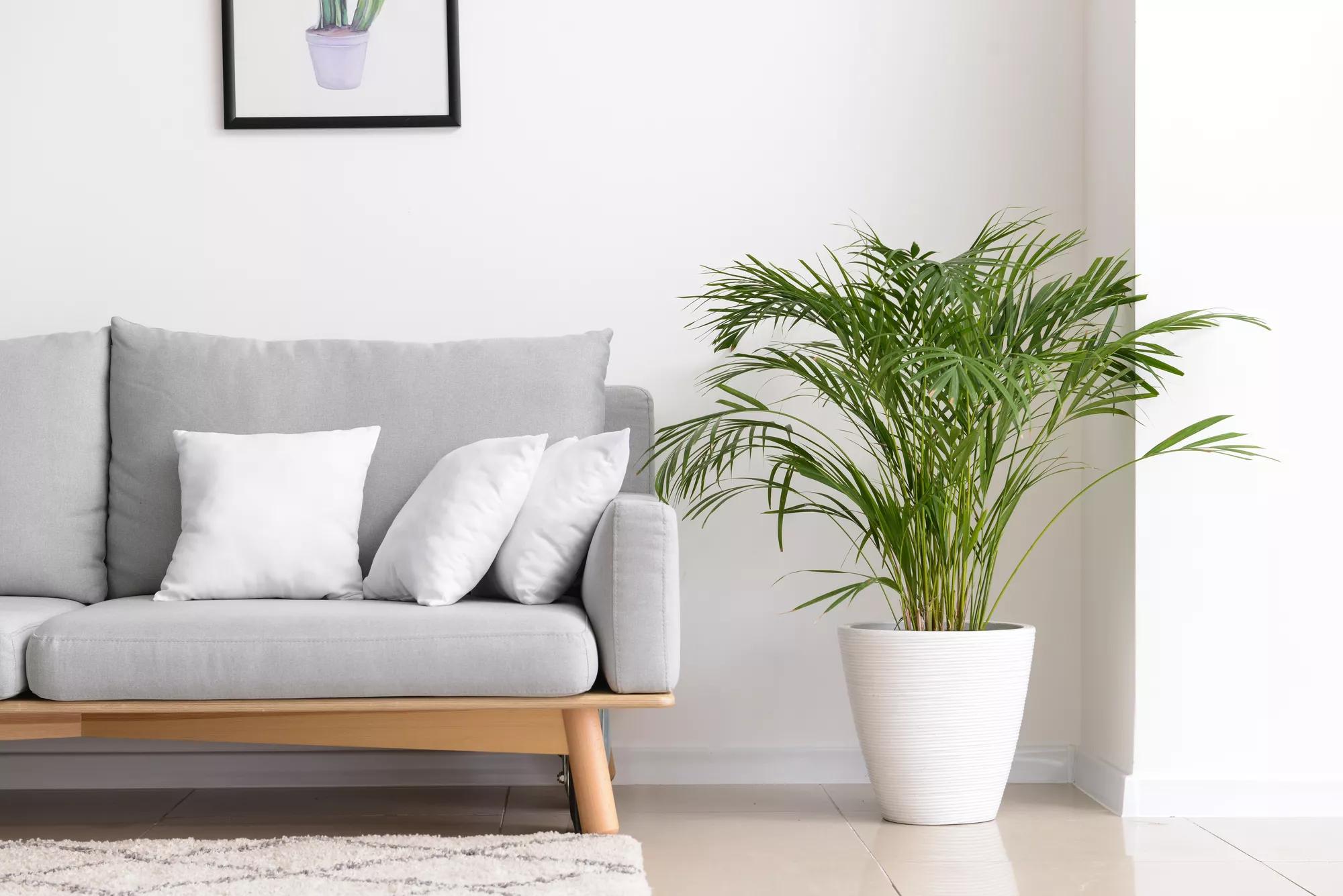 Couch with soft pillows in interior of living room