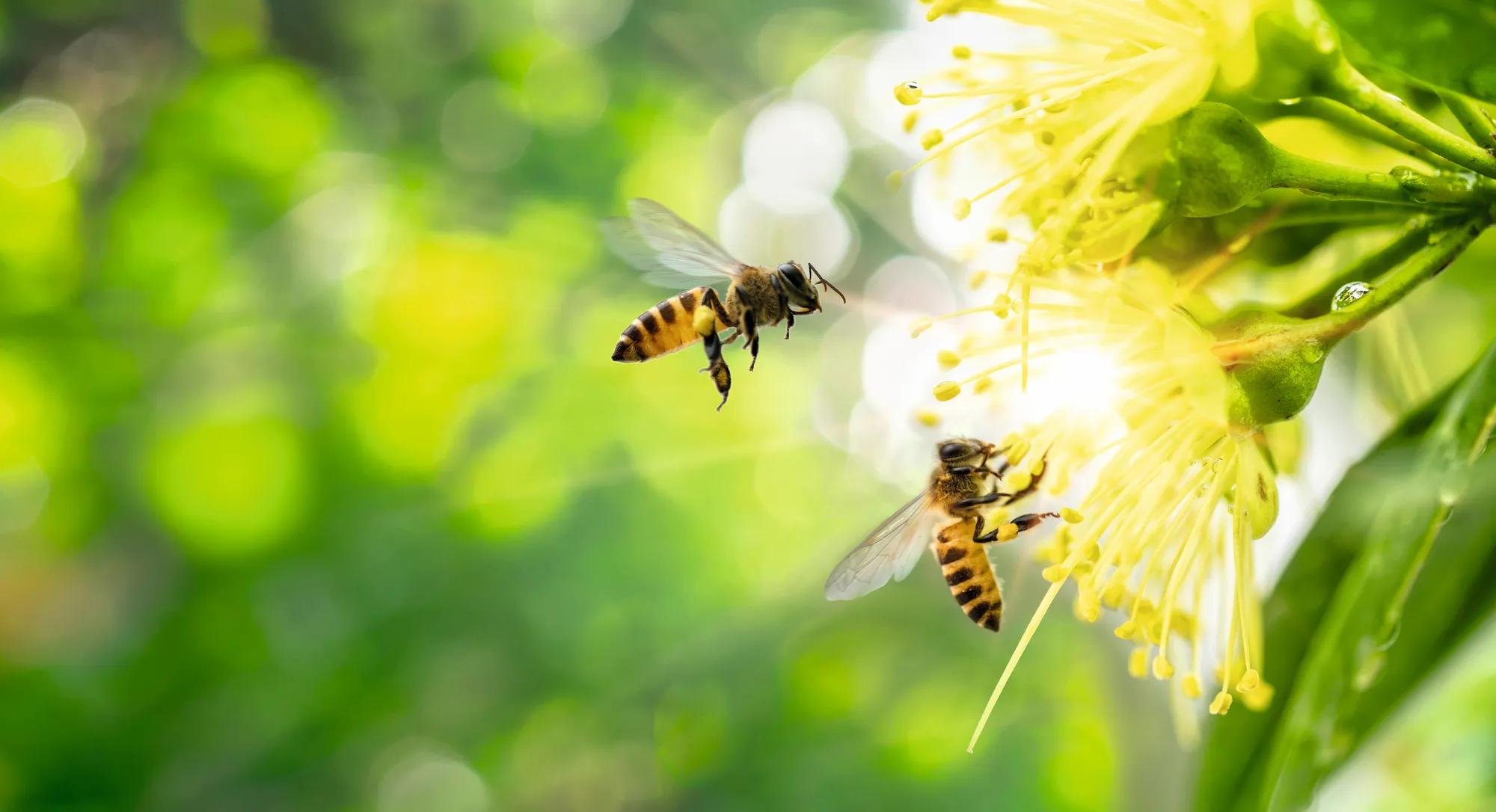 ฺBee collecting pollen at yellow flower. Bee flying over the yellow flower in blur background