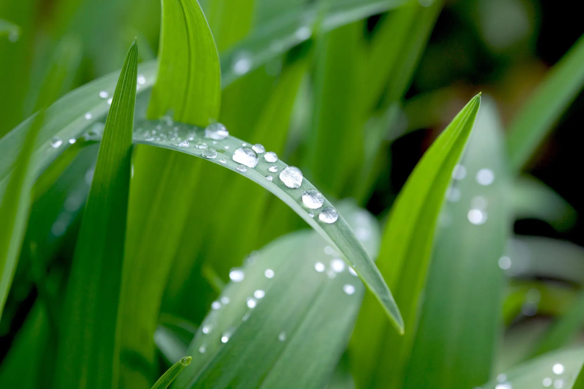 Grass in the morning with the waterdrops - AdobeStock_23762672