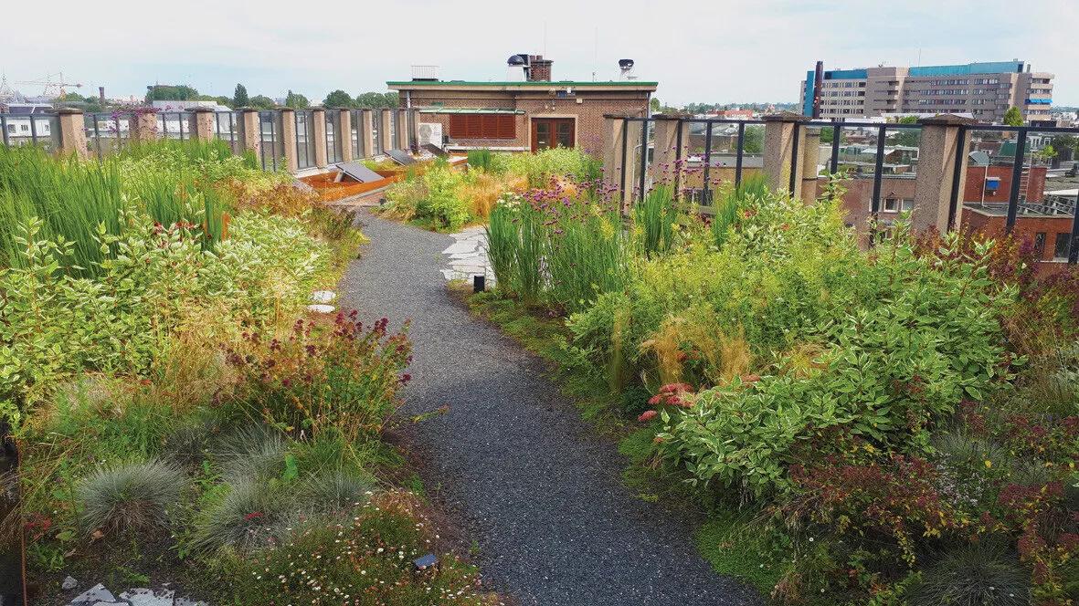 Dachbegrünung für mehr Klimaresilienz