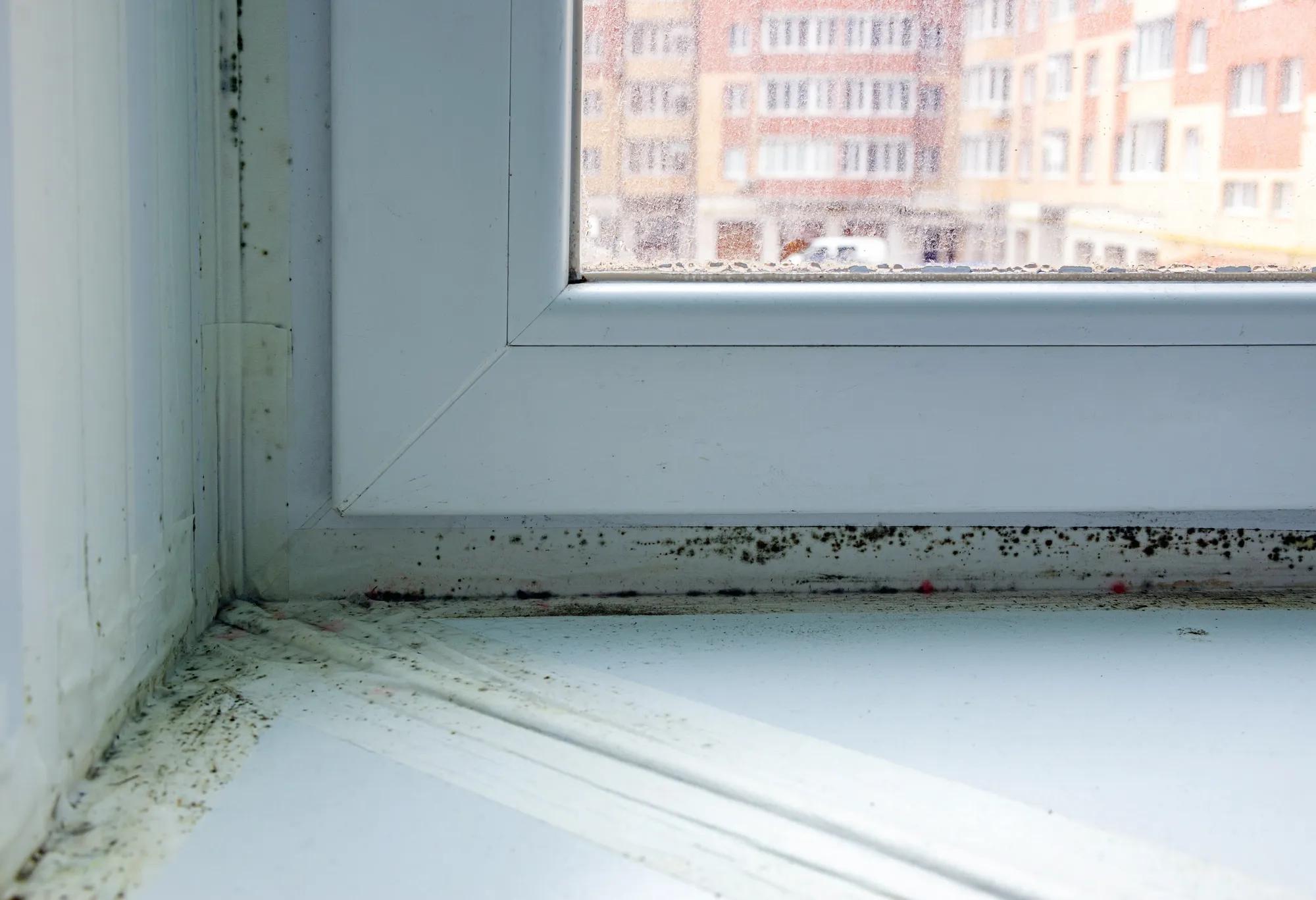 Window with mould and condensation