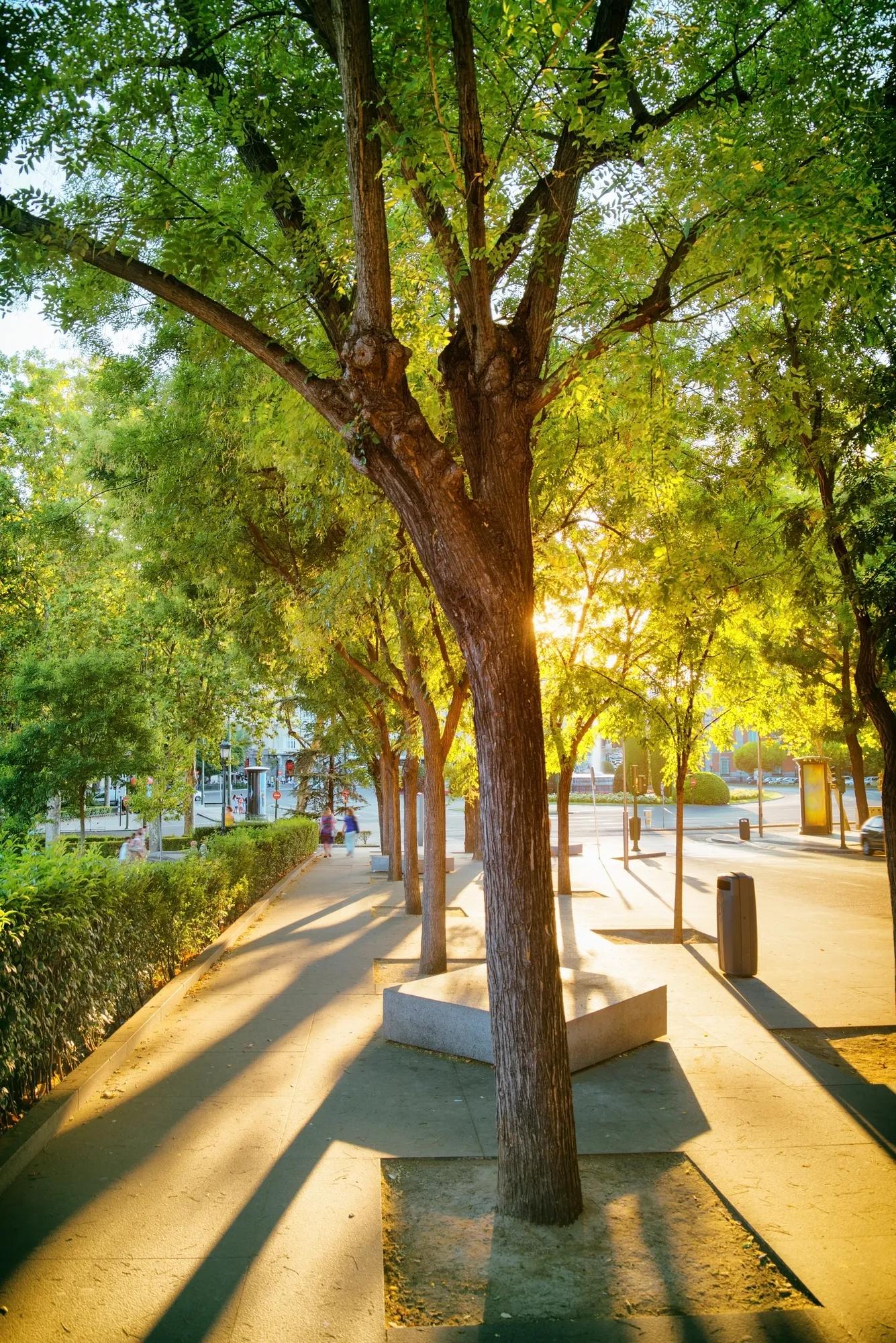 Street of Madrid (Spain) in rays of evening sun. Beautiful view of Calle de Felipe IV in summer time. Madrid is a popular tourist destination of Europe.