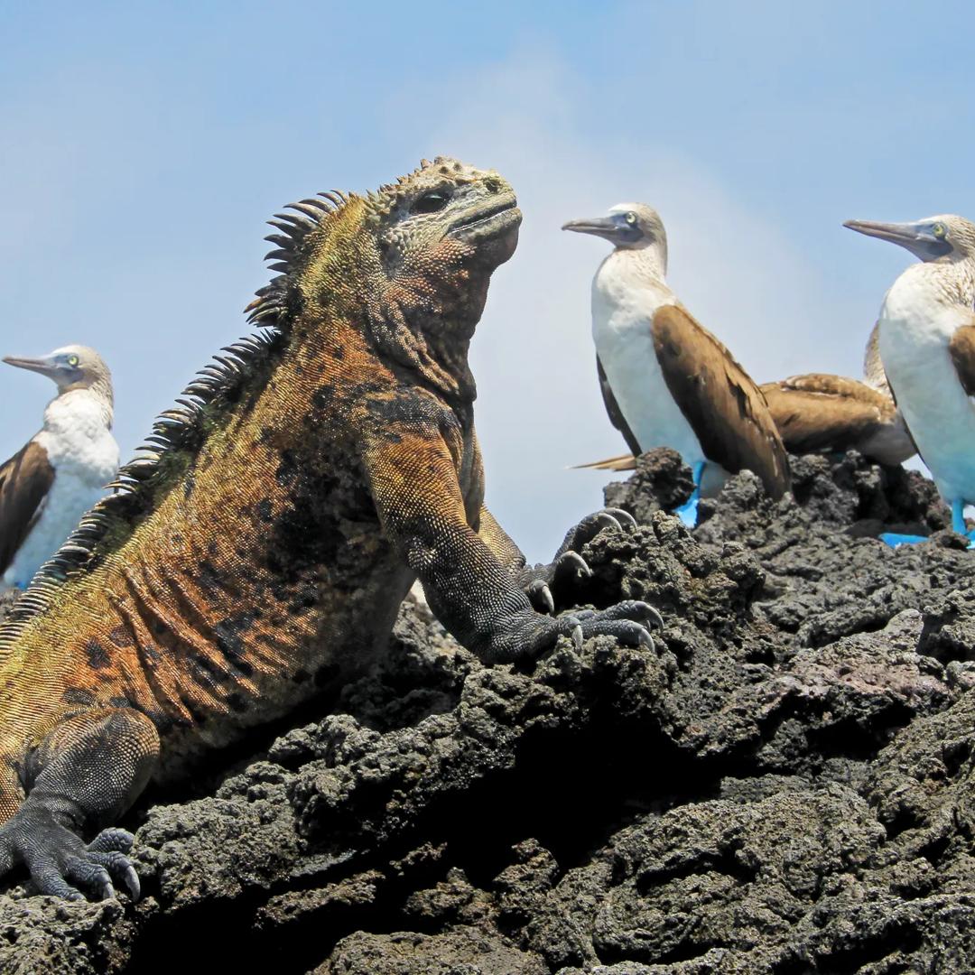 Marine iguana with blue footed boobies, booby, Sula nebouxii and Amblyrhynchus cristatus, on Isabela Island, Galapagos, Ecuador, South America