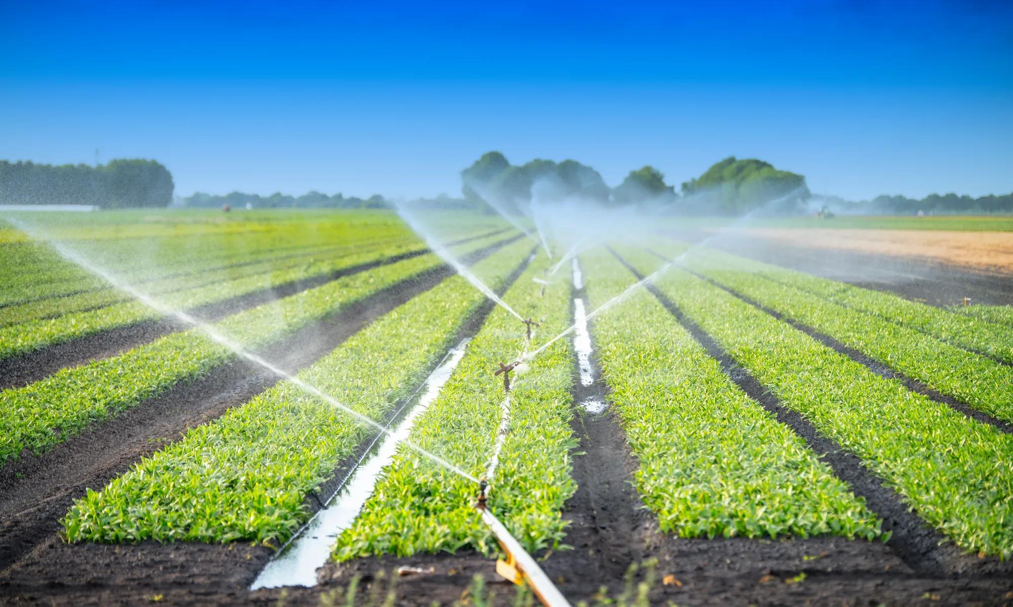 irrigation at the field