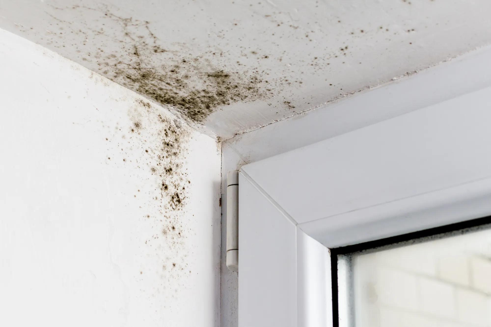 Mold in the corner of the plastic windows. Usage rights acquired for Italy only