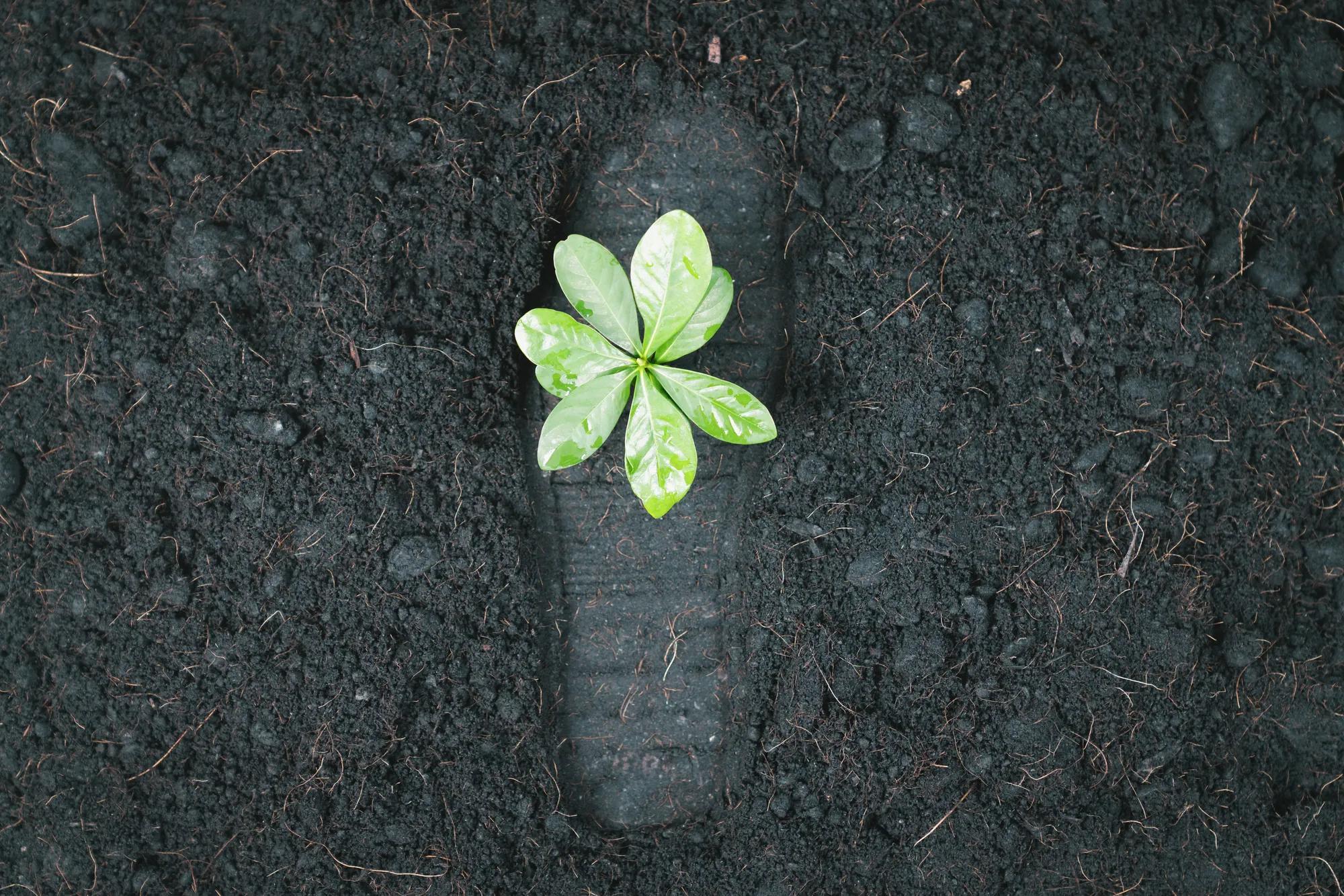 Top view seedling plant growing on carbon footprint soil as ecology and environment concept symbolizes importance of environmental awareness and sustainable ecosystem to reduce CO2 emission. Gyre