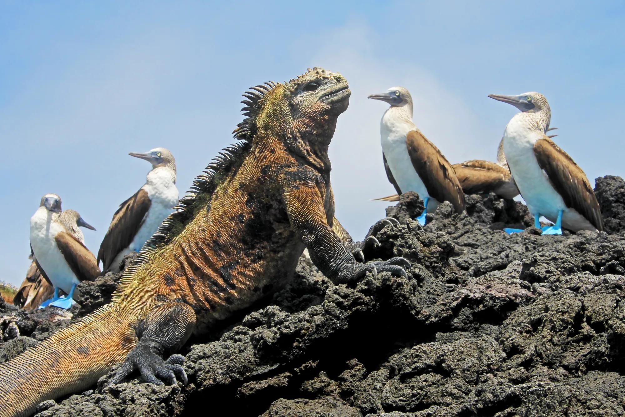 Marine iguana with blue footed boobies, booby, Sula nebouxii and Amblyrhynchus cristatus, on Isabela Island, Galapagos, Ecuador, South America